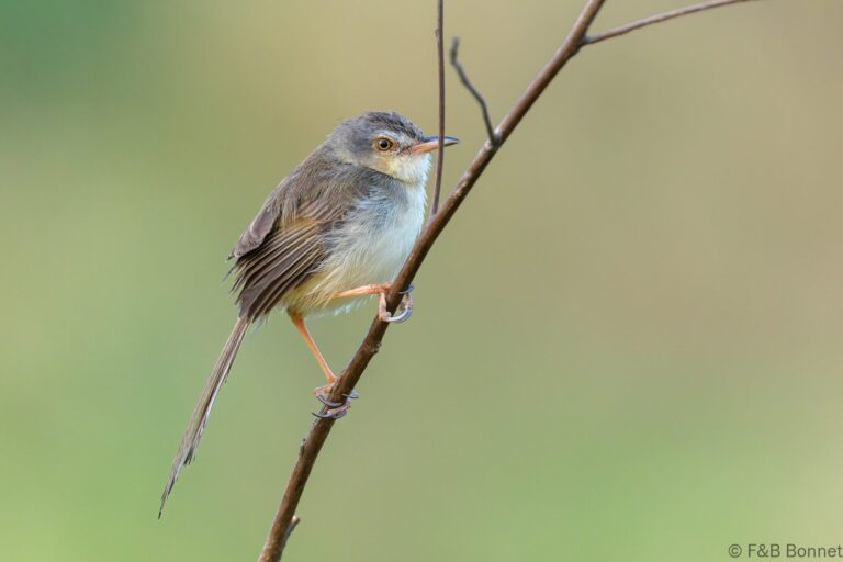Plain Prinia_Thailand-4