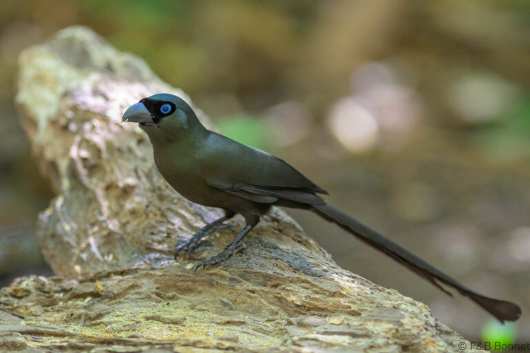 Racket tailed treepie indonesia 1