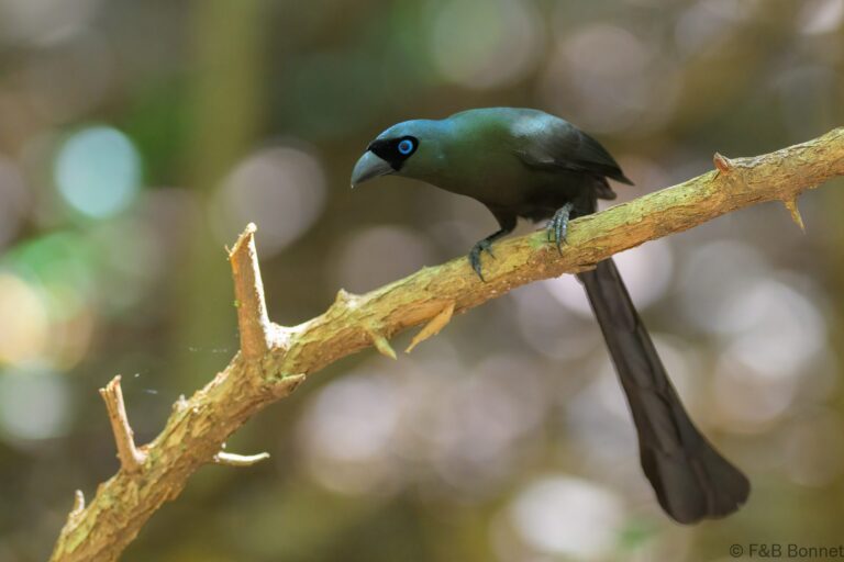 Racket tailed treepie indonesia 2