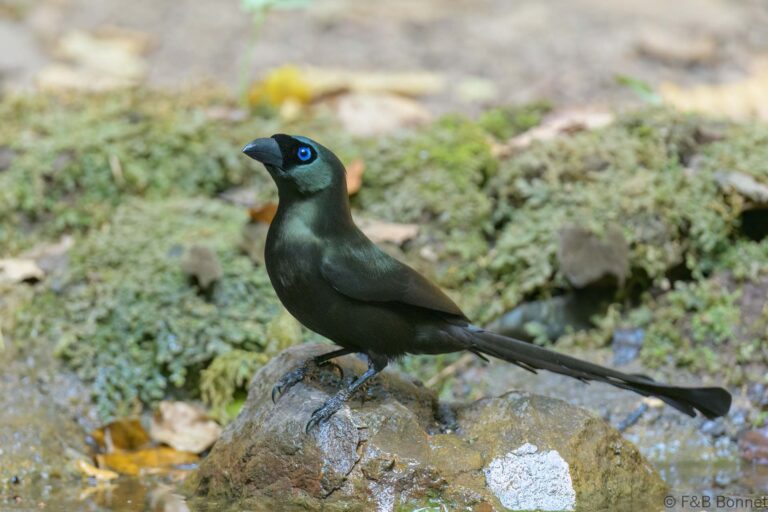 Racket-tailed Treepie_Thailand-3