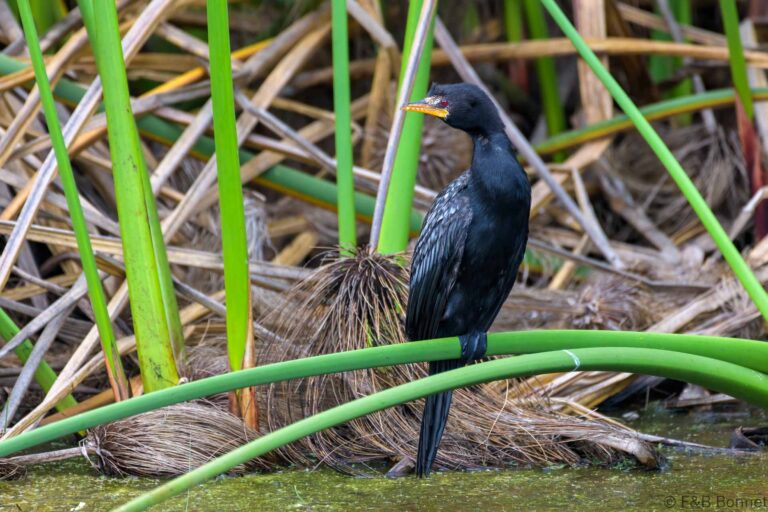 Reed Cormorant_South Africa-1