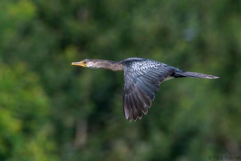 Reed Cormorant_South Africa-3