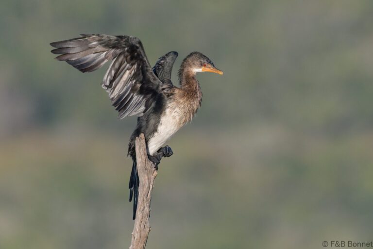Reed Cormorant_South Africa-4