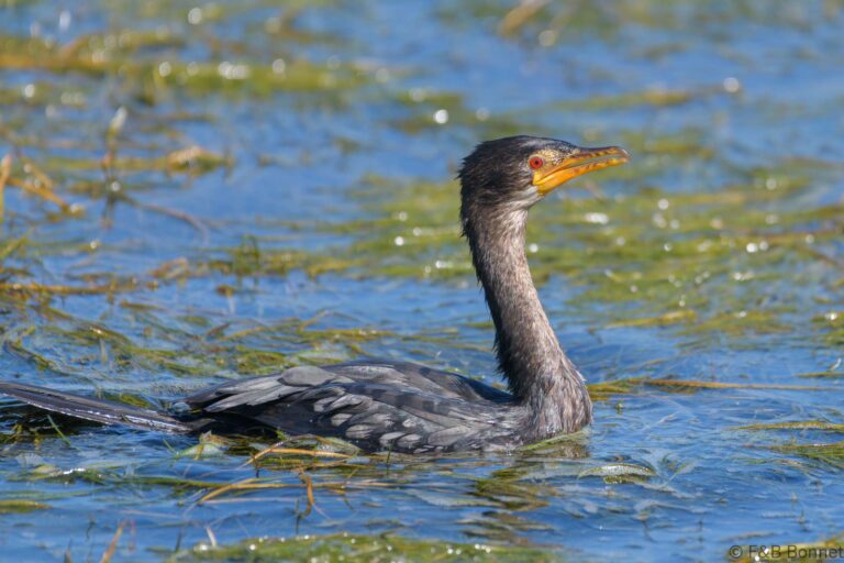 Reed Cormorant_South Africa-5