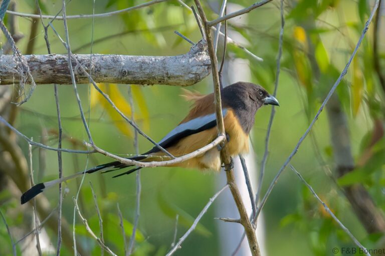 Rufous Treepie_Thailand-2