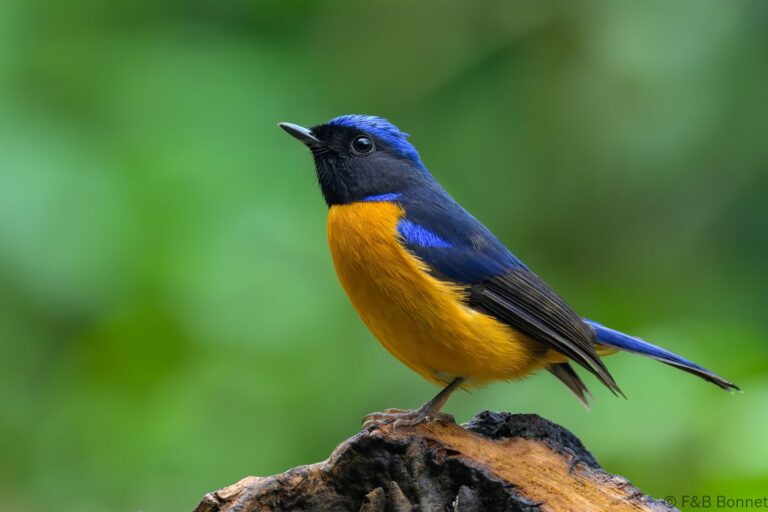 Rufous-bellied Niltava_China-1