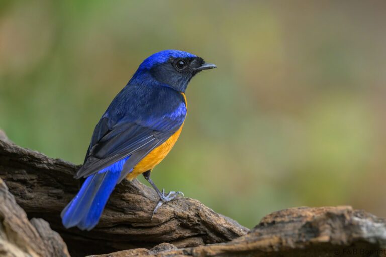 Rufous-bellied Niltava_China-2