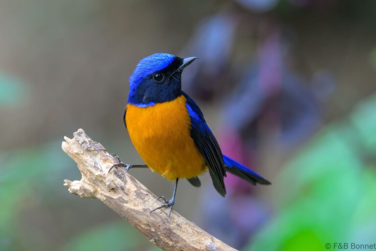 Rufous-bellied Niltava_China-3