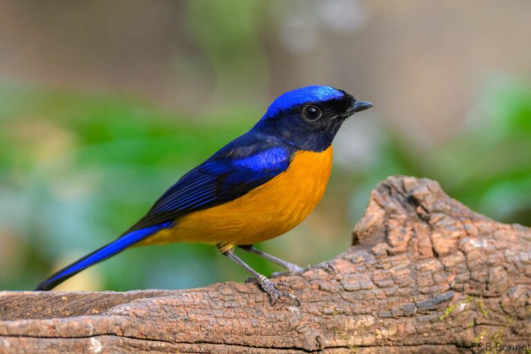 Rufous-bellied Niltava_China-4