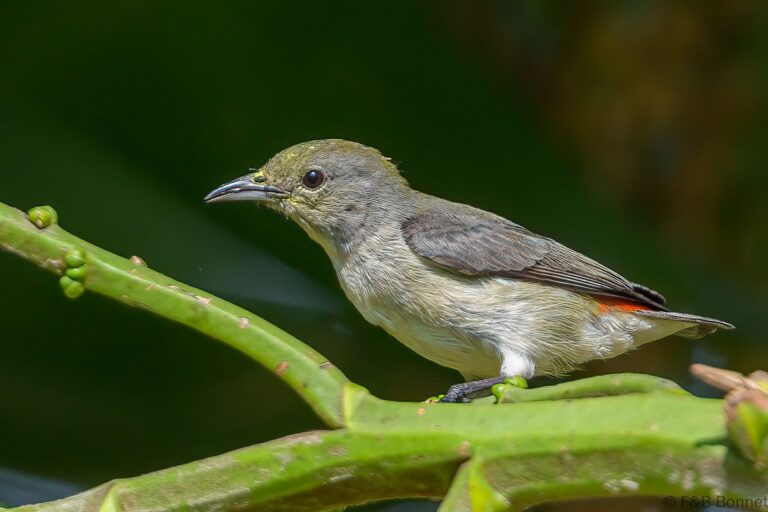 Scarlet-backed Flowerpecker_Thailand-5