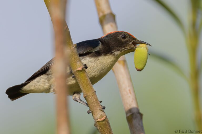 Scarlet-backed Flowerpecker_Thailand-6