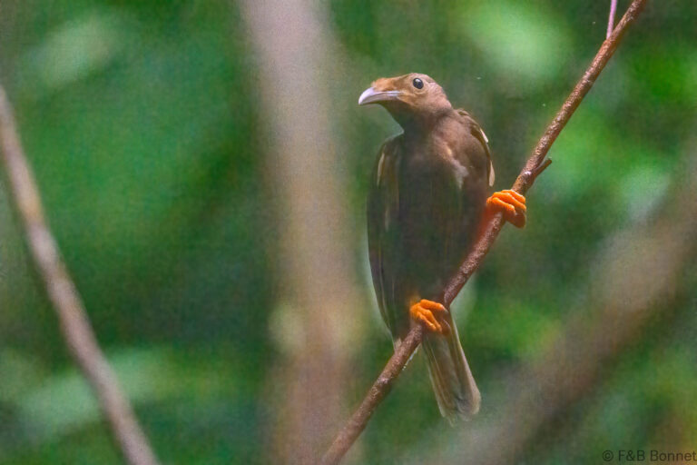 Standardwing_Indonesia-8