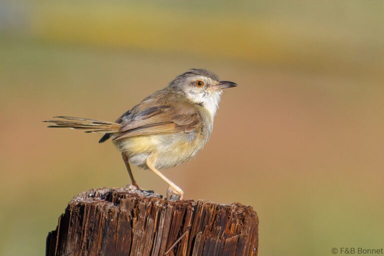 Tawny-flanked Prinia_South Africa-3