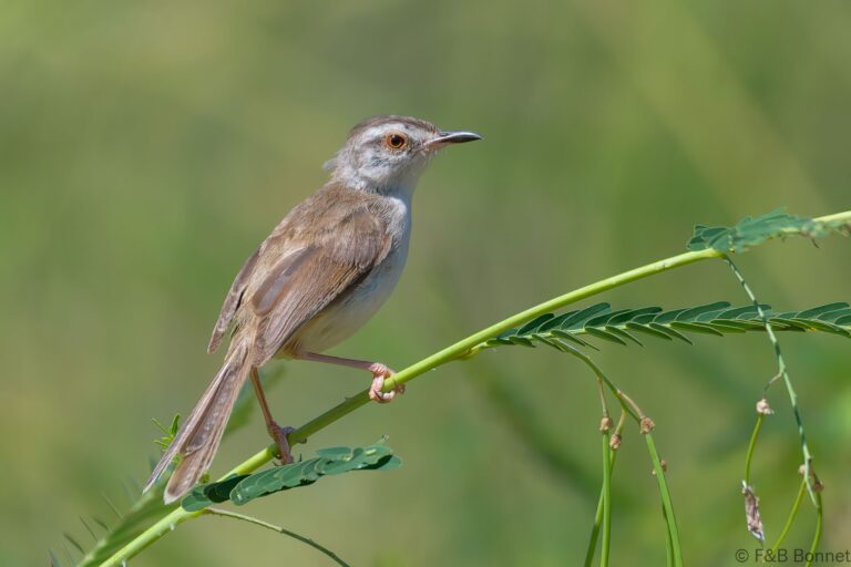 Tawny-flanked Prinia_South Africa-4