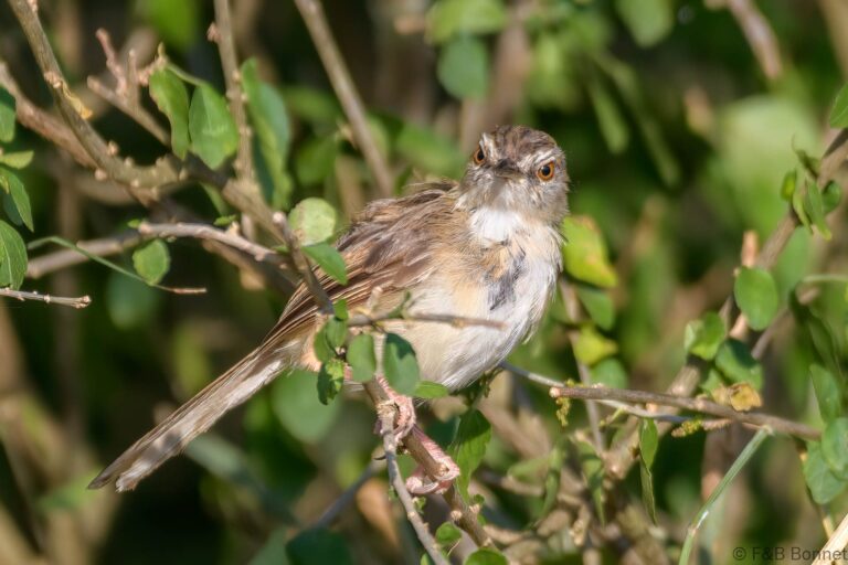 Tawny-flanked Prinia_South Africa-5