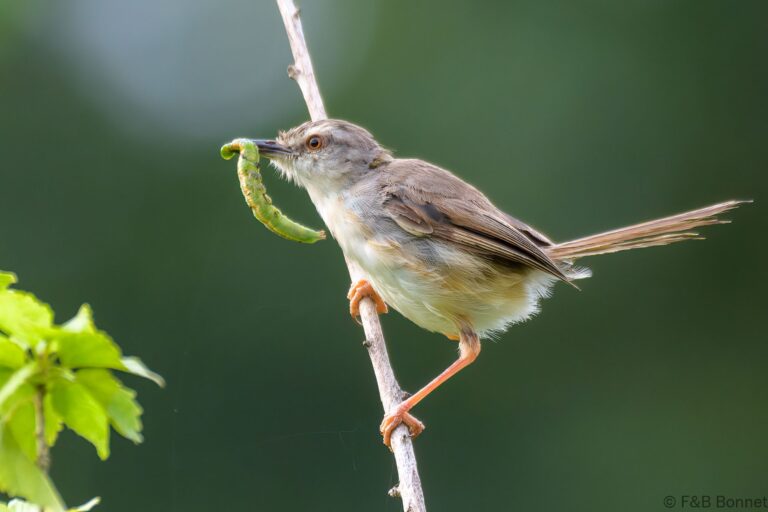Tawny-flanked Prinia_South Africa-6