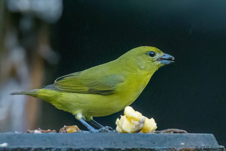 Thick-billed Euphonia_Ecuador-5