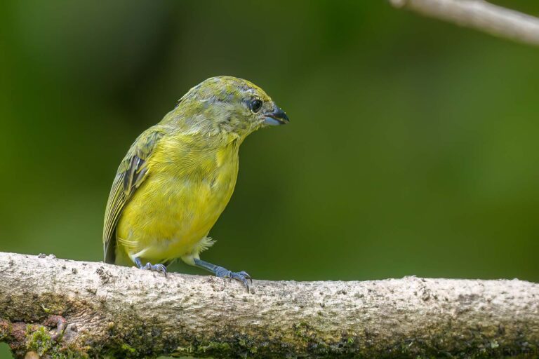 Thick-billed Euphonia_Ecuador-6