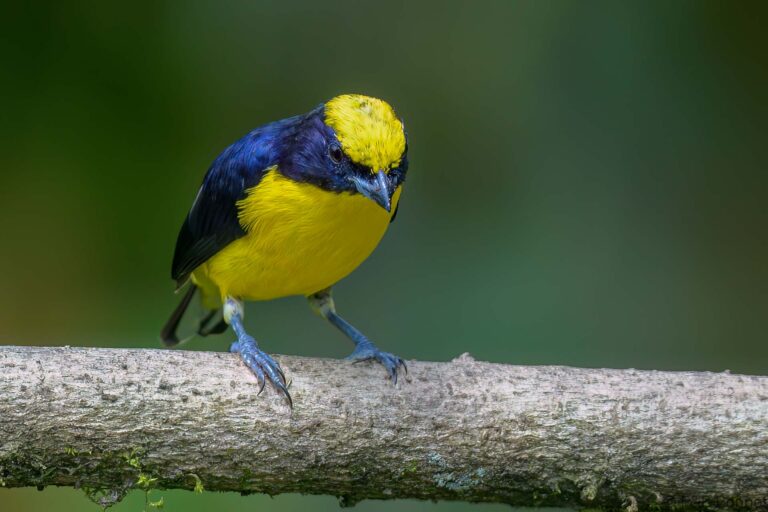 Thick-billed Euphonia_Ecuador-8
