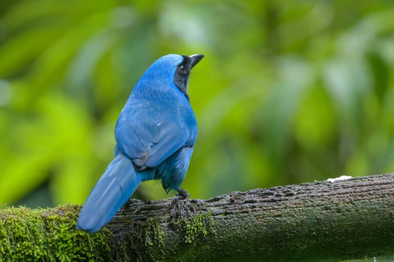 Turquoise Jay_Ecuador-1