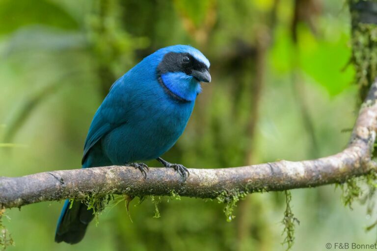 Turquoise Jay_Ecuador-2