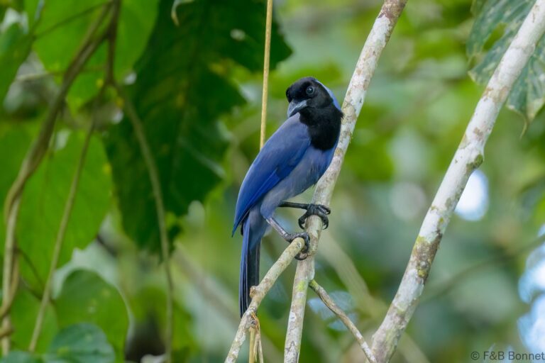 Violaceous Jay_Ecuador-1