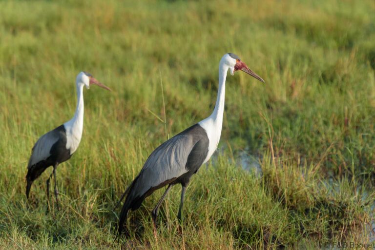 Wattled Crane_Botswana-1