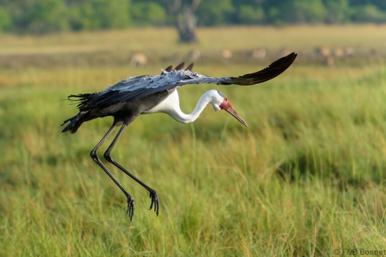 Wattled Crane_Botswana-1