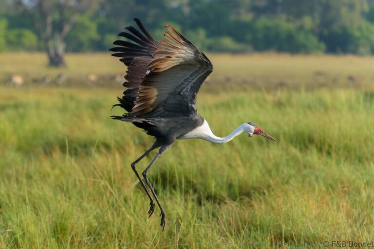 Wattled Crane_Botswana-1