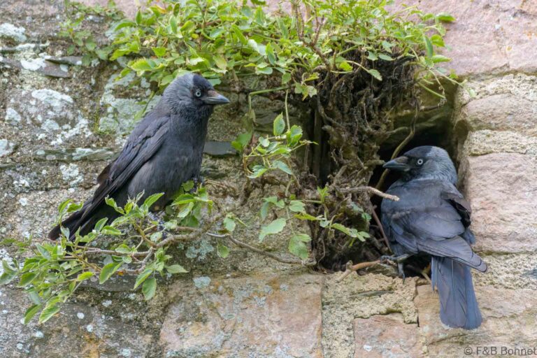 Western Jackdaw_France-1