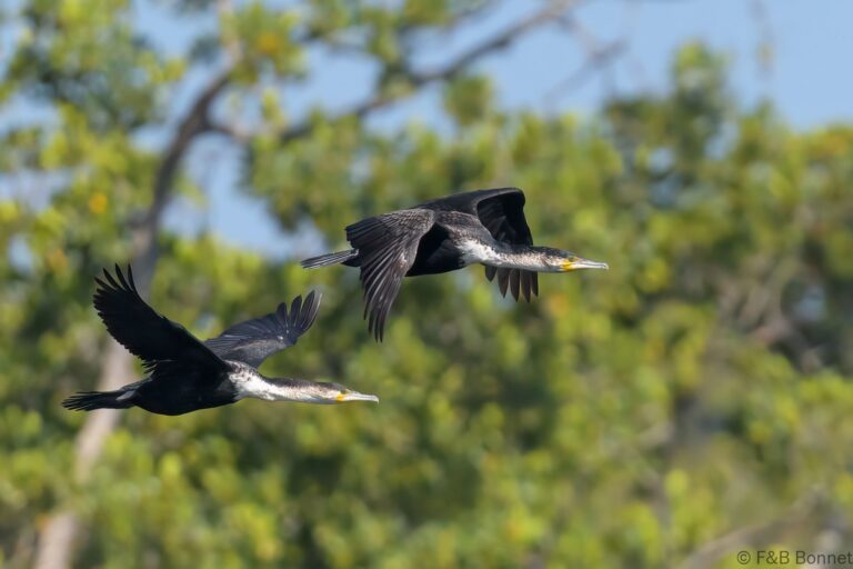 White-breasted Cormorant_Senegal-1