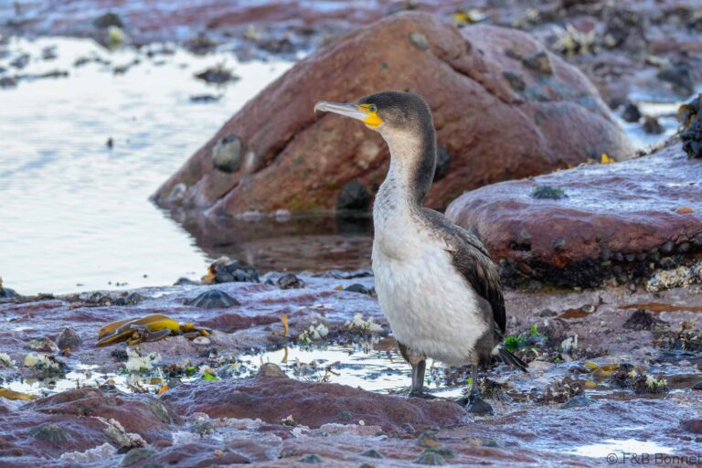 White-breasted Cormorant_South Africa-3