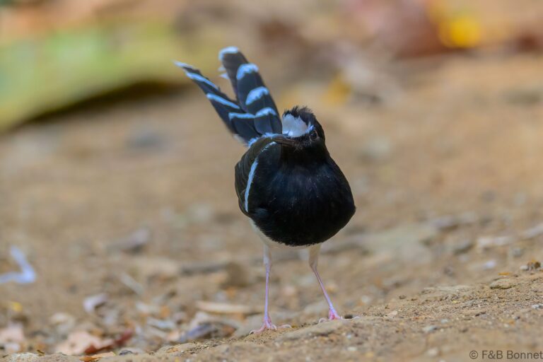 White-crowned Forktail_China-1