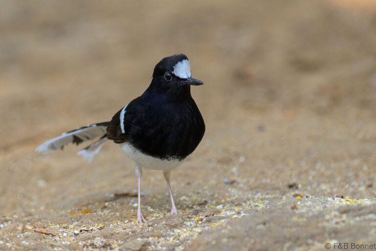 White-crowned Forktail_China-2