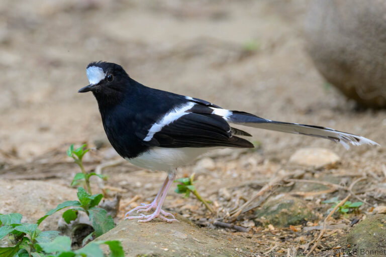 White-crowned Forktail_China-3