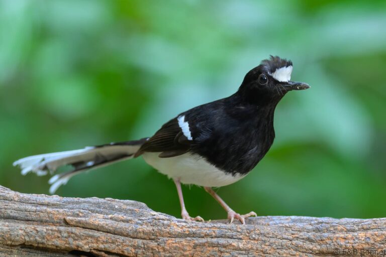 White-crowned Forktail_China-5 china 5