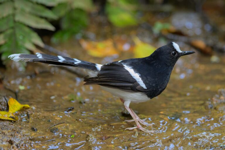 White-crowned Forktail_China-6