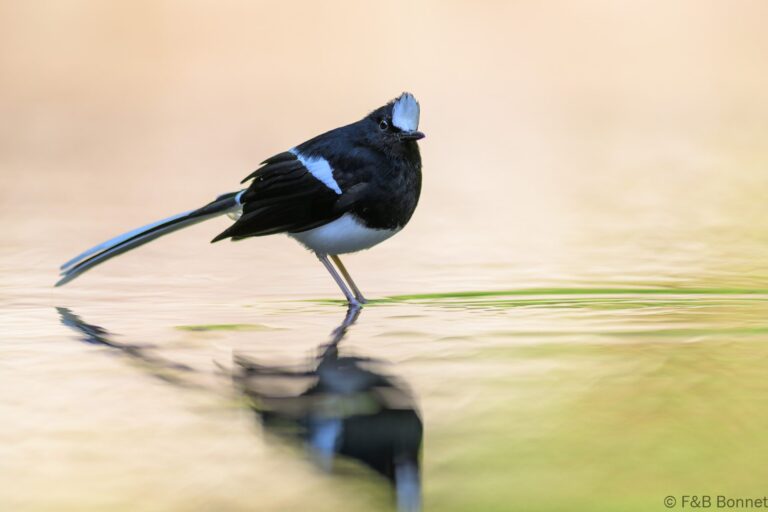 White crowned forktail indonesia 1