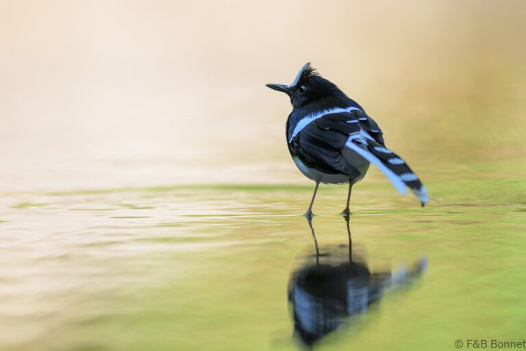 White crowned forktail indonesia 2