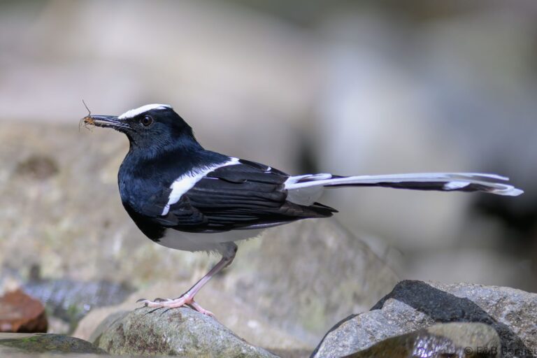 White crowned forktail indonesia 4