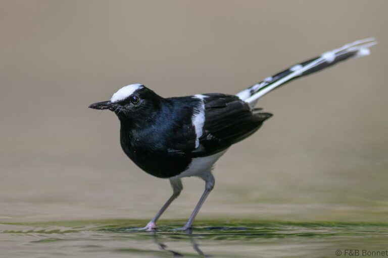 White crowned forktail indonesia 5