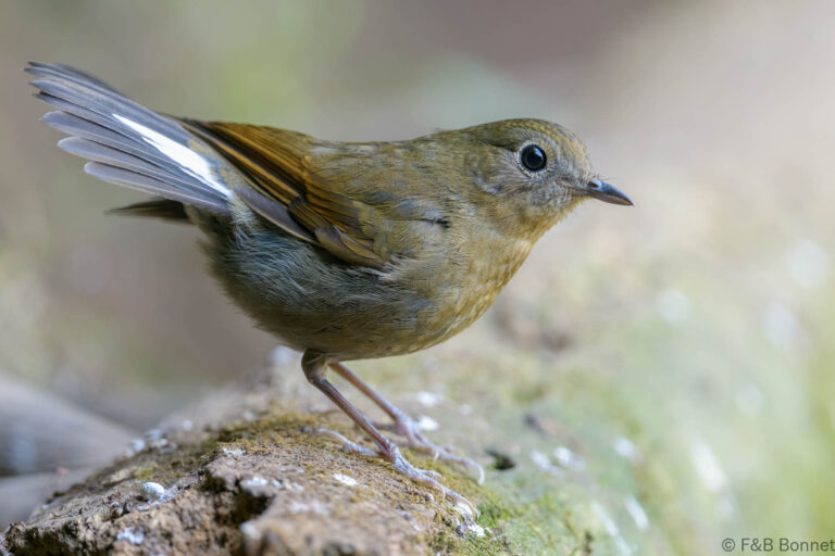 White-tailed Robin_China-1