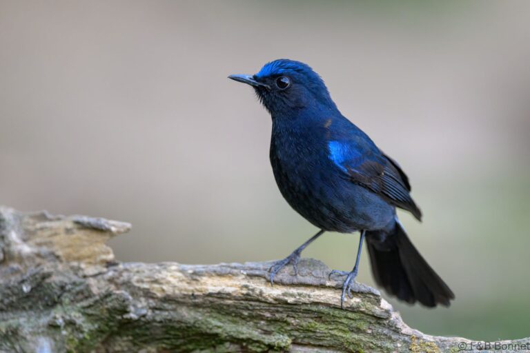 White-tailed Robin_China-2