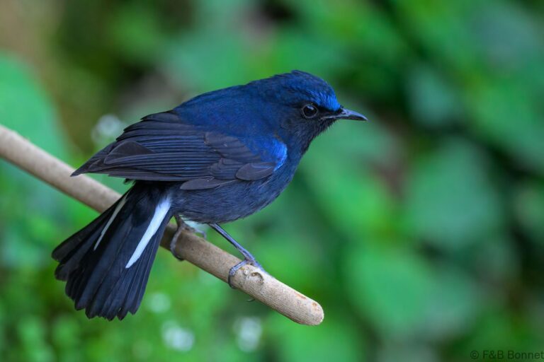 White-tailed Robin_China-3