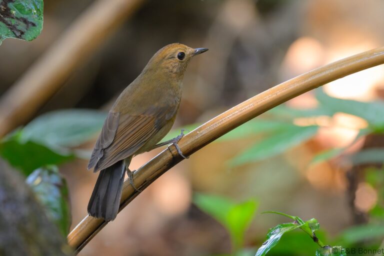 White-tailed Robin_China-4