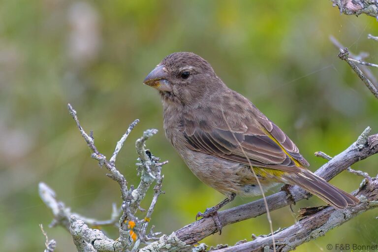 White-throated Canary_South Africa-3