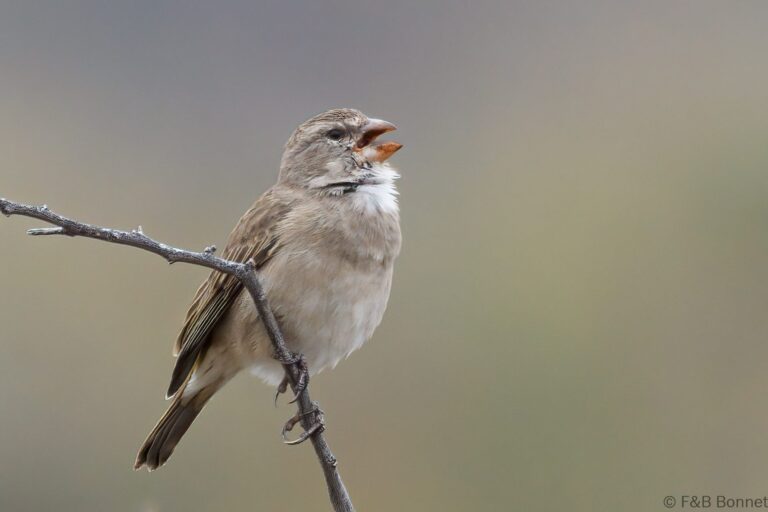 White-throated Canary_South Africa-4
