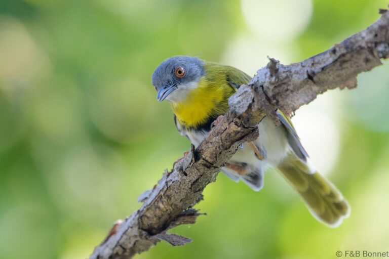Yellow-breasted Apalis_South Africa-3