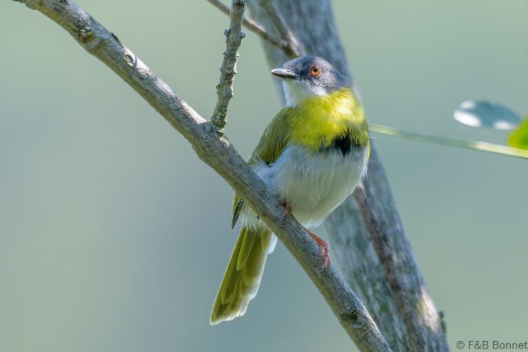 Yellow-breasted Apalis_South Africa-5