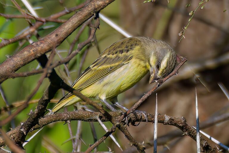 Yellow-fronted Canary_South Africa-4